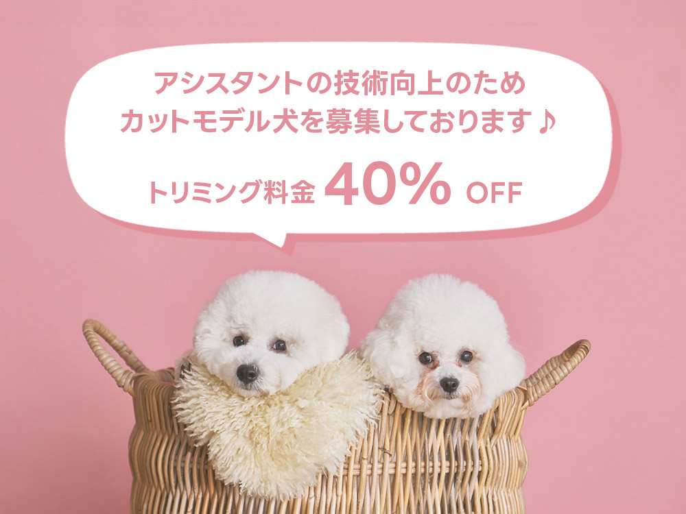 アシスタントトリマーの技術向上を目的として、カットモデル犬を募集しております。